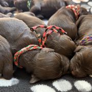 Boy 4 - Liver male Boykin Spaniel puppy in Charlotte, Michigan from Brambleberry Boykins