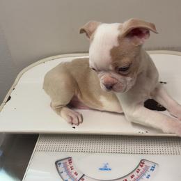 Boston Terrier puppies from The DogMother House of Bostons