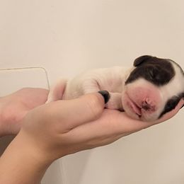 Boy 3 - Liver and white male Brittany puppy in Rhoadesville, Virginia from HOMESCHOOLED BRITTANYS LLC
