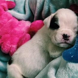 Boy 3 - White male Boxer puppy in Titusville, Florida from Saskobox