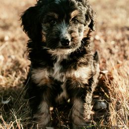 Aussiedoodle Puppies from Sassy Pants Pups