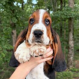 Atticus - Black brown and white male Basset Hound puppy in Red Bay, Alabama from Maple Street Bassets