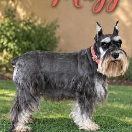 Maggie - Miniature Schnauzer