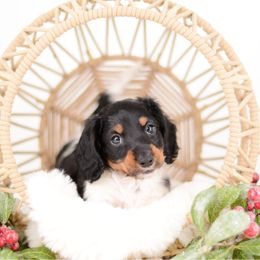 Ferris AKC Full Rights - Black and tan male Dachshund puppy in Neosho, Missouri from Tinker Toy Doxies