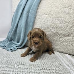 Zuma - Red female Cavapoo puppy in Floyd, Virginia from Hearts and Paws Poodles and Doodles