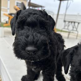 Yellow - Black male Kerry Blue Terrier puppy in Ocala, Florida from Hernandez Pups