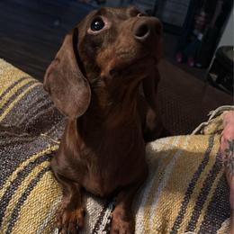 Aujus - Dachshund