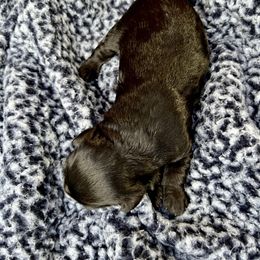 Goldendoodle and Poodle Puppies from SnickerDoodlePups