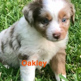 Miniature Australian Shepherd Puppies from 7UL Mini Aussies