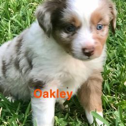 Miniature Australian Shepherd Puppies from 7UL Mini Aussies