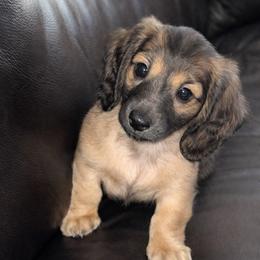 Buttercup - Cream female Dachshund puppy in Highland Heights, Kentucky from Gabriela's Dachshunds