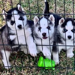 Siberian Husky Puppies from Great Warriors
