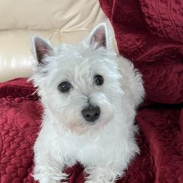 Piper - West Highland White Terrier