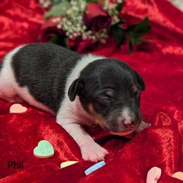 Phil - Black white and tan male Rat Terrier puppy in Caldwell, Ohio from Forest Grove Rat Terriers