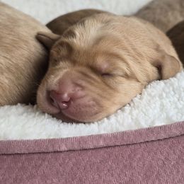 Ole Red - Yellow male Labrador Retriever puppy in Rapid City, South Dakota from LuLu Ridge Pups