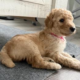Pink - Apricot female Poodle puppy in Fort Collins, Colorado from Solstice Standards