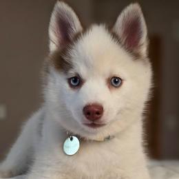 Marigold - Red and white female Pomsky puppy in Princeton, Minnesota from Bluebird House of Pomsky