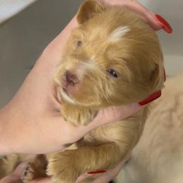 Miniature Schnauzer Puppies from Laurel Crown Schnauzers