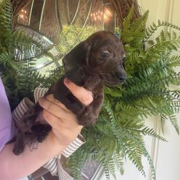 Jade - Dapple female Dachshund puppy in Washburn, Tennessee from Broken Arrow Miniature Dachshunds