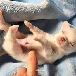 Chavez - White male Chihuahua puppy in Gerald, Missouri from OutLaw Chihuahua's