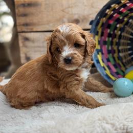 Reed - Red male Cavapoo puppy in Orrstown, Pennsylvania from Pawfect Fur Friends