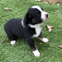 Ace - Black tri-color male Australian Shepherd puppy in Mount Vernon, Texas from RJ's Aussie Posse