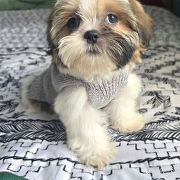 Max - Brindle male Shih Tzu puppy in Stroudsburg, Pennsylvania from Puppyville Pa Shih Tzu & frenchies