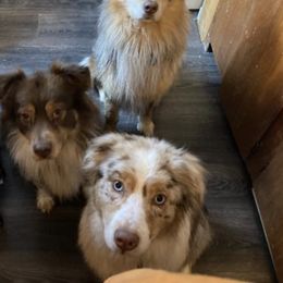 Australian Shepherds from John and Carries Aussies