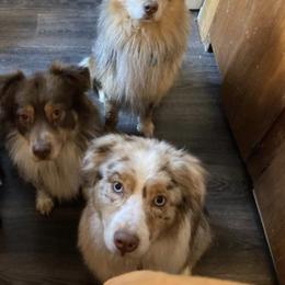 Australian Shepherds from John and Carries Aussies