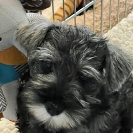 Girl 2 - Salt and pepper female Miniature Schnauzer puppy in North Brunswick, New Jersey from Hafen Miniature Schnauzers