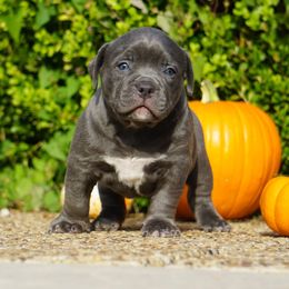American Bully Puppies from Manuia Kennels