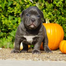 American Bully Puppies from Manuia Kennels
