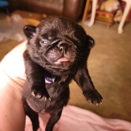 Golden Retriever and Pug Puppies from Paradise Peaks