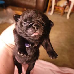 Golden Retriever and Pug Puppies from Paradise Peaks