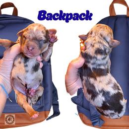 Backpack - Chocolate merle male Bernedoodle puppy in Banner Elk, North Carolina from Walnut Tree Bernedoodles
