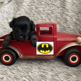 Miniature Schnauzer Puppies from Garrett Livestock & Schnauzers