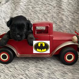 Miniature Schnauzer Puppies from Garrett Livestock & Schnauzers