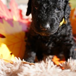 Curly-Coated Retriever Puppies from CHAPARRAL CURLY RETRIEVERS