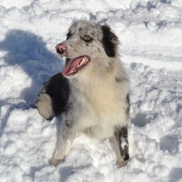 Mitzy - Border Collie