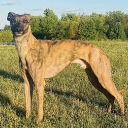 Whippets from Wild About Whippets