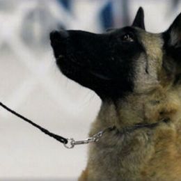 Belgian Malinois All Grown Up from Concho Belgian Malinois