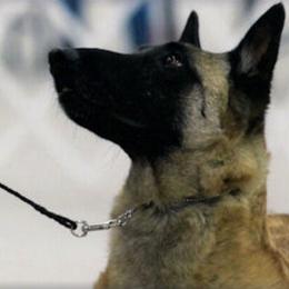 Belgian Malinois All Grown Up from Concho Belgian Malinois