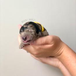 Goldendoodle Puppies from Winnie at Haven's Doodles