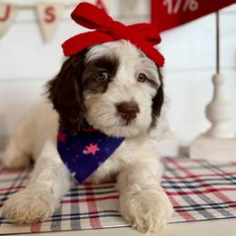 Athena (yellow) - Brown and white female Bernedoodle puppy in West Haven, Utah from Harper Haven Cavapoos & Doodles