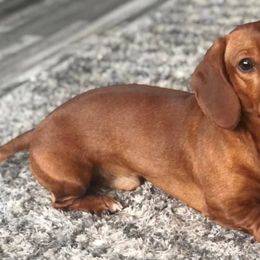 Dachshunds from Price Creek Dachshunds