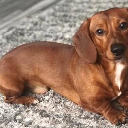 Dachshunds from Price Creek Dachshunds