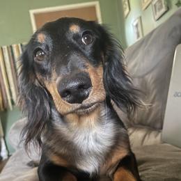 Dachshund All Grown Up from White Pine Weenies