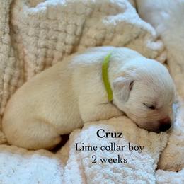 Cruz - Yellow male Labrador Retriever puppy in Camp Verde, Arizona from Cecil's Arizona Labradors