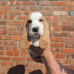 Imani - Lemon and white female Basset Hound puppy in Bellaire, Ohio from Blessed Bassets