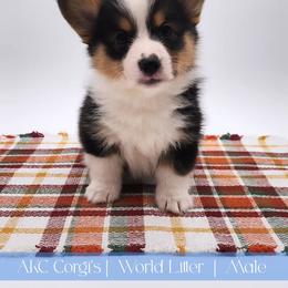 Cliff - Black and tan male Pembroke Welsh Corgi puppy in Pine Village, Indiana from NL Horsemanship